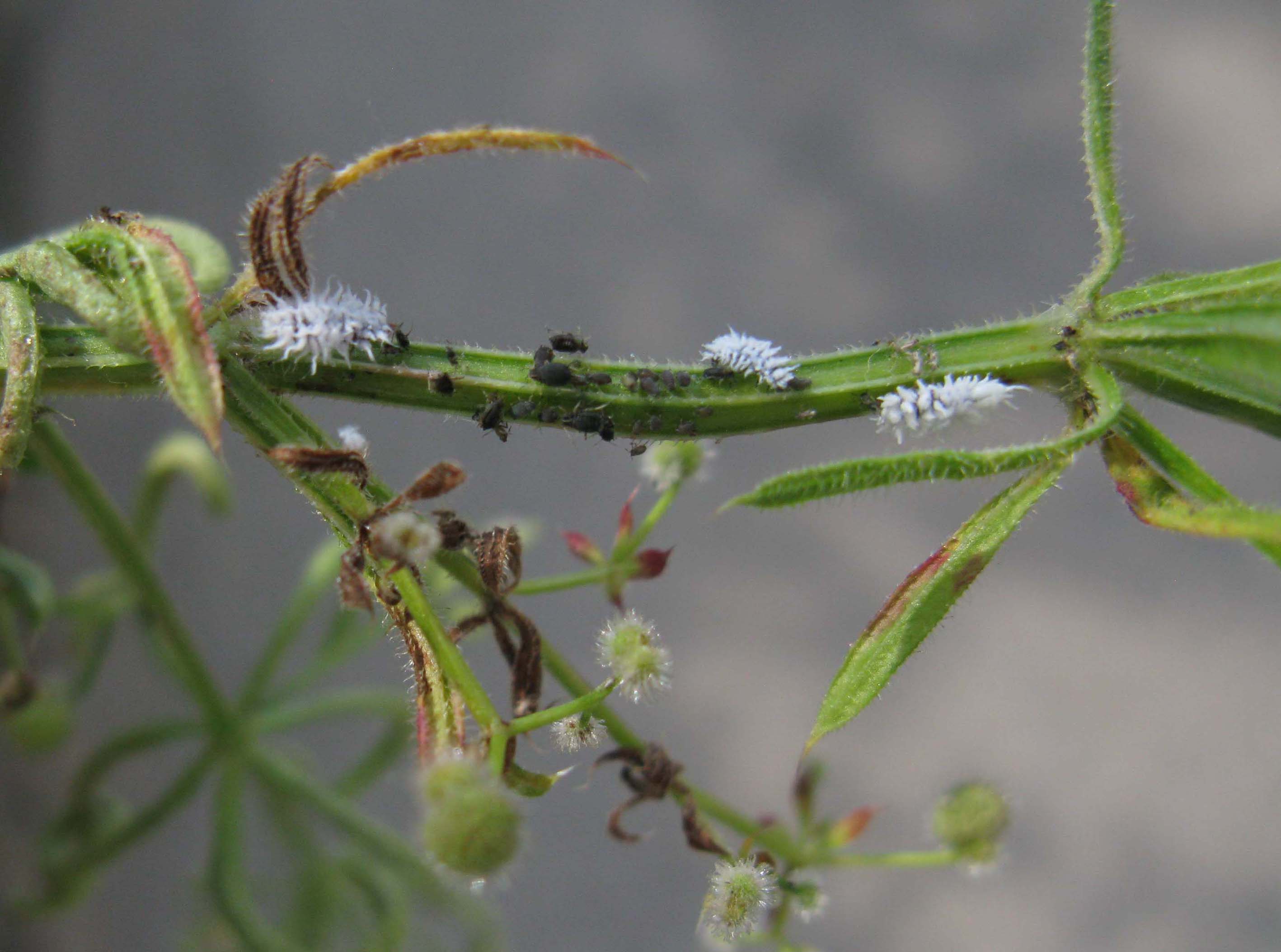 larva di Cryptolaemus montrouzieri (Coccinellidae)